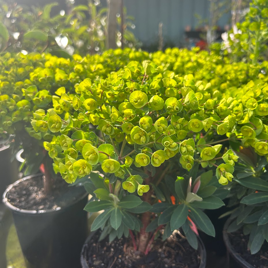 Euphorbia Kea Image