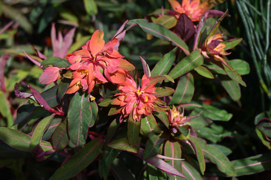 Euphorbia fireglow
