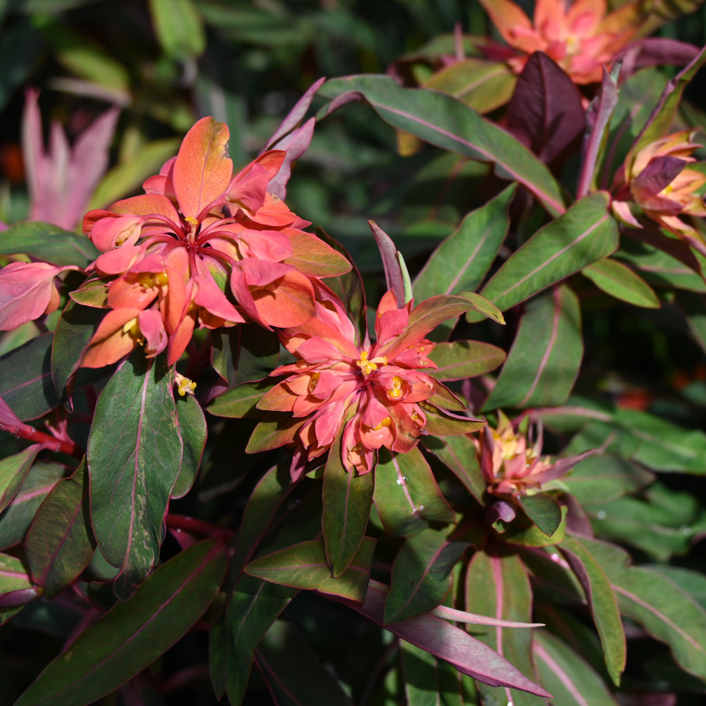 Euphorbia fireglow Image