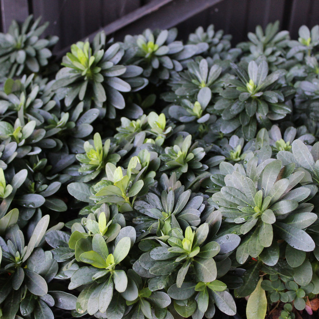 Euphorbia robbiae Image