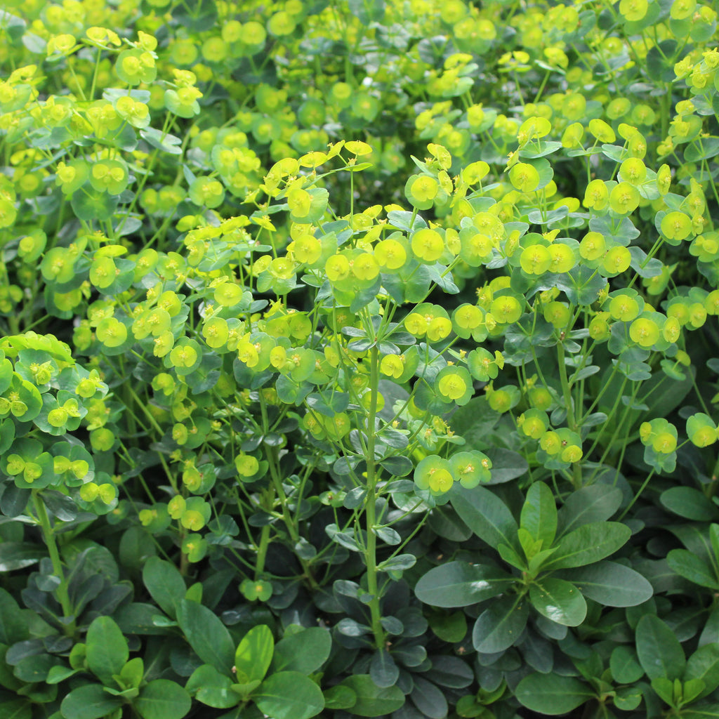 Euphorbia robbiae Image