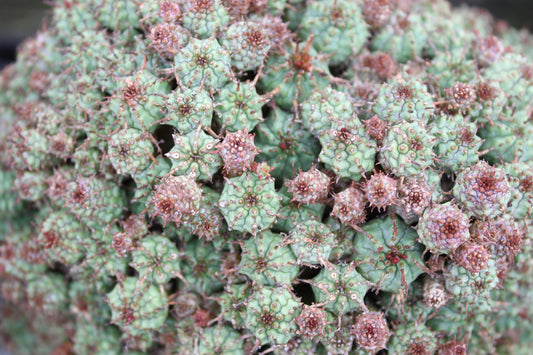 Euphorbia submammillaris