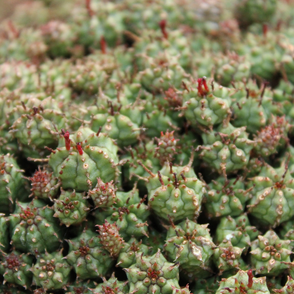 Euphorbia submammillaris Image