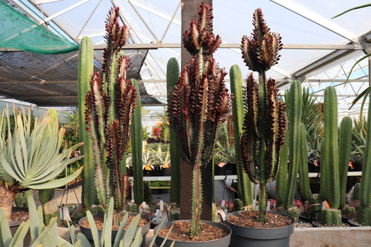 Euphorbia trigona Purpurea 3
