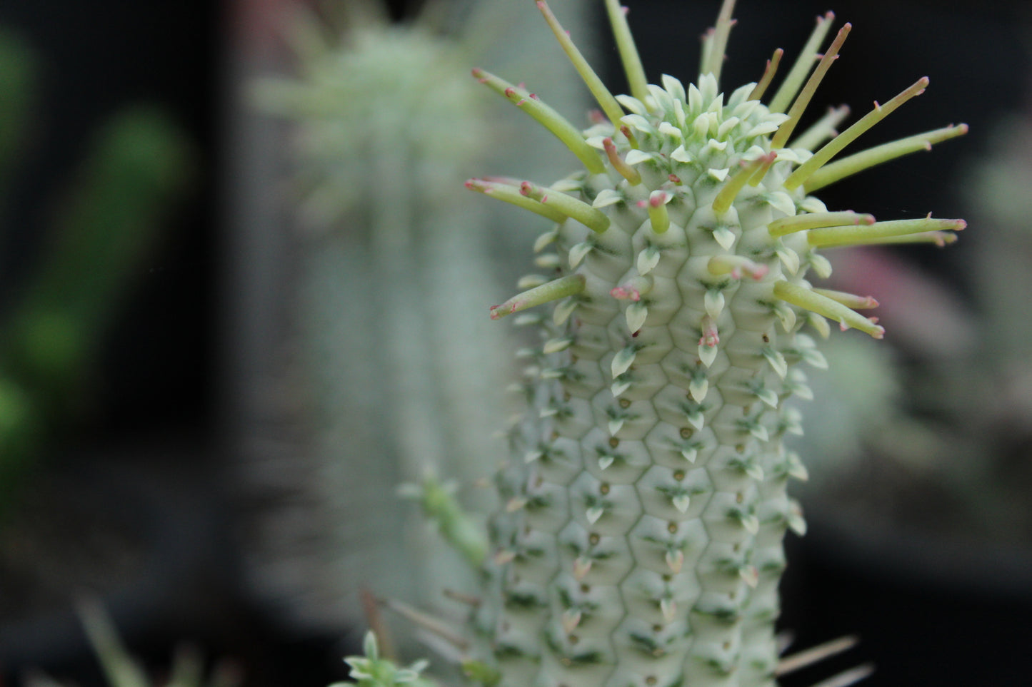 Euphorbia variegata