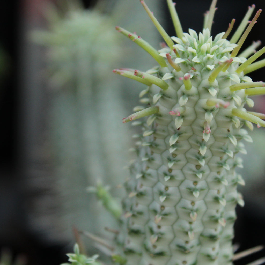 Euphorbia variegata Image