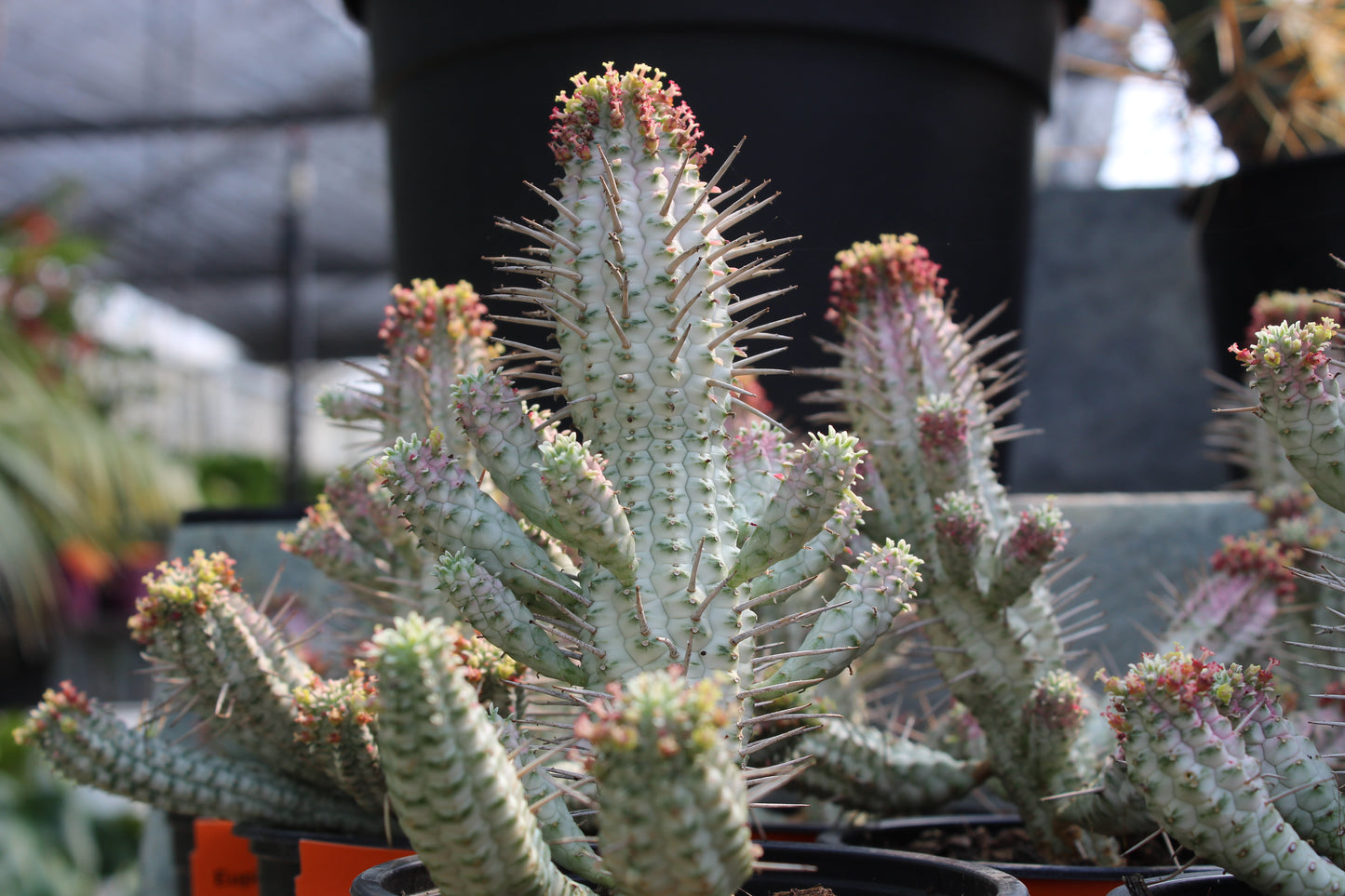Euphorbia variegata 2