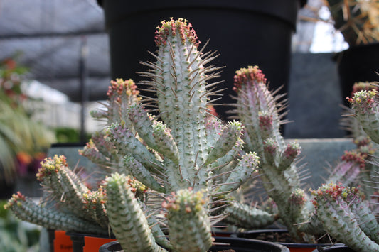 Euphorbia variegata 2