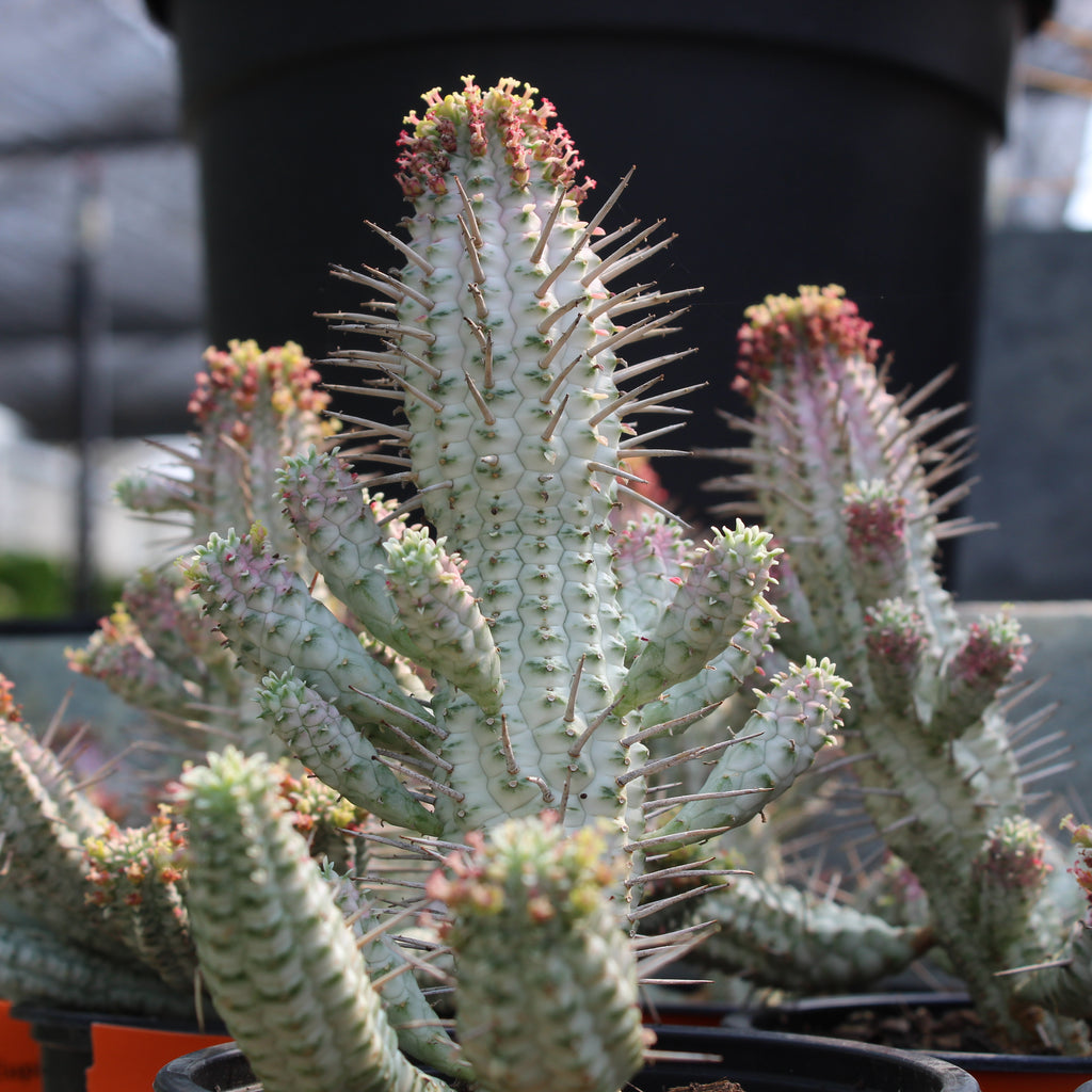 Euphorbia variegata Image