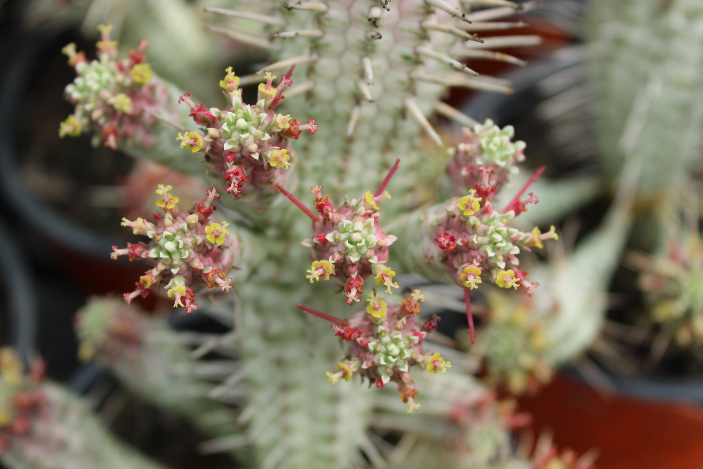 Euphorbia variegata close up