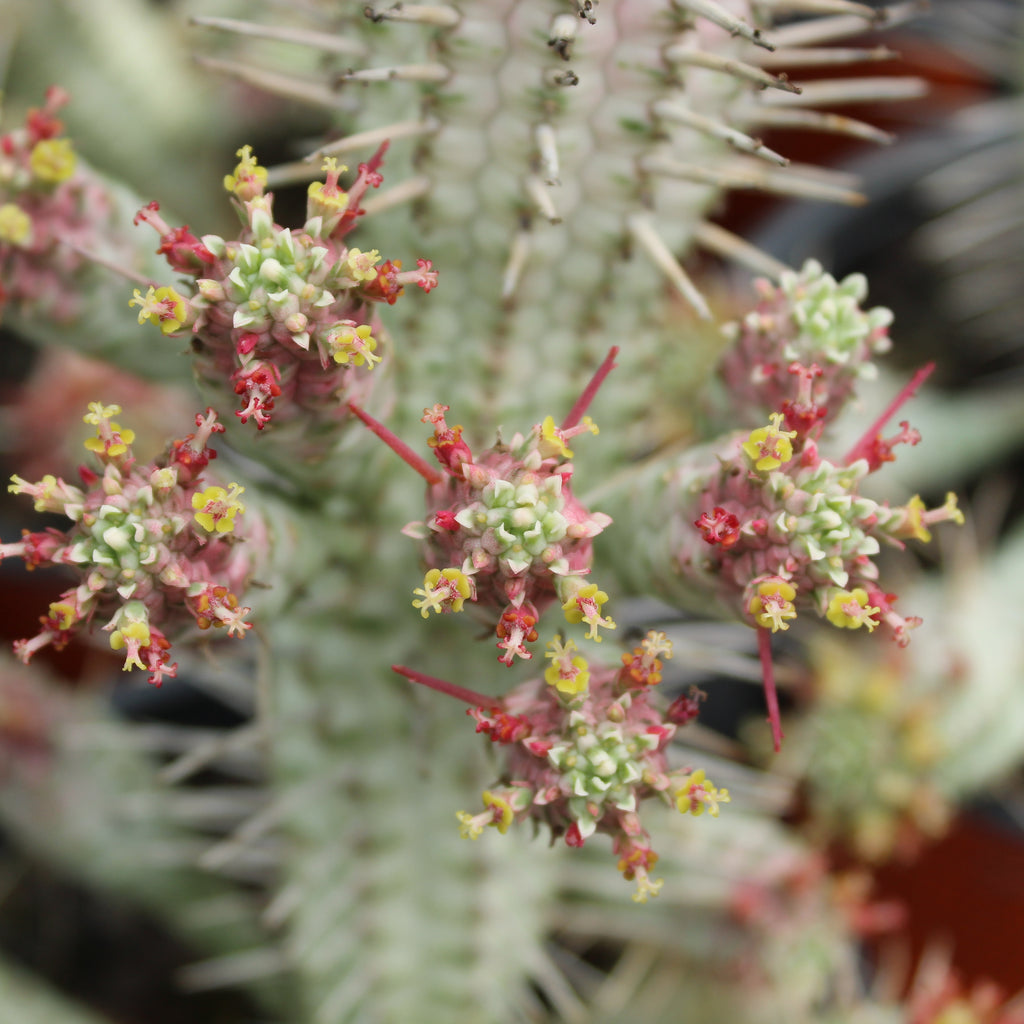 Euphorbia variegata Image