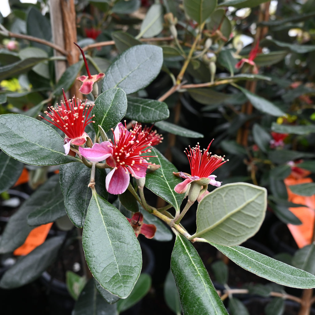 Feijoa Mammoth Image