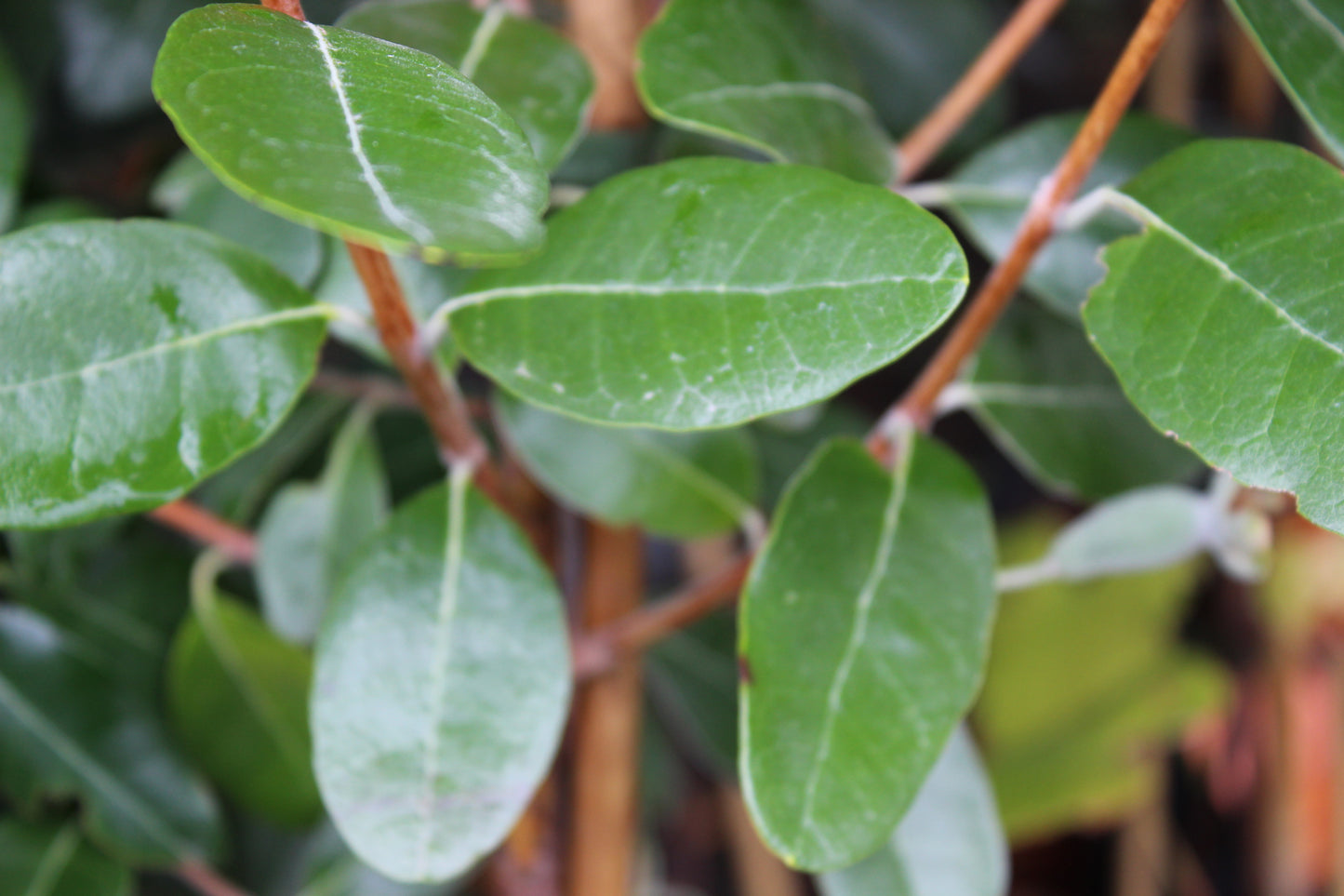 Feijoa Waingaro