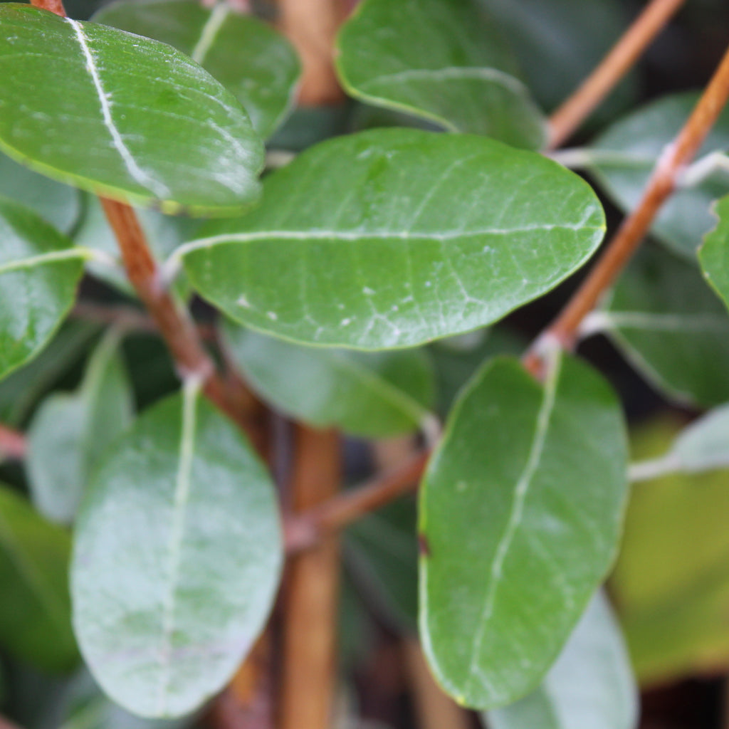 Feijoa Waingaro Image
