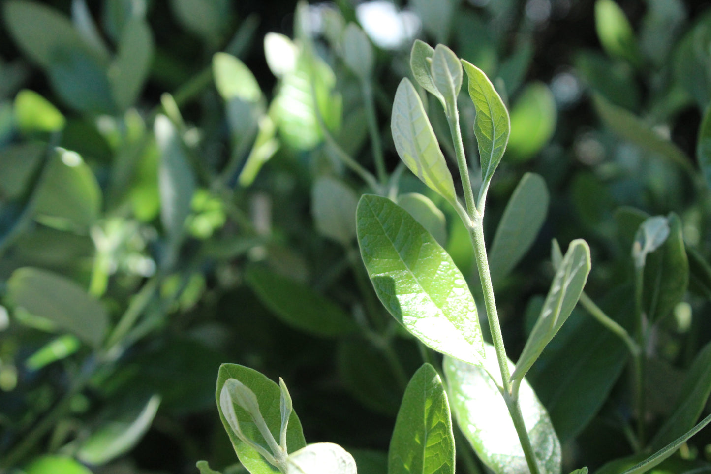 Feijoa Waingaro