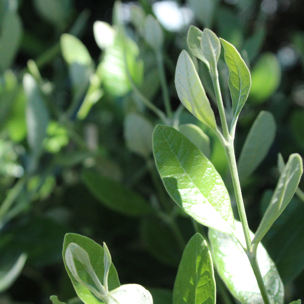 Feijoa Waingaro Image