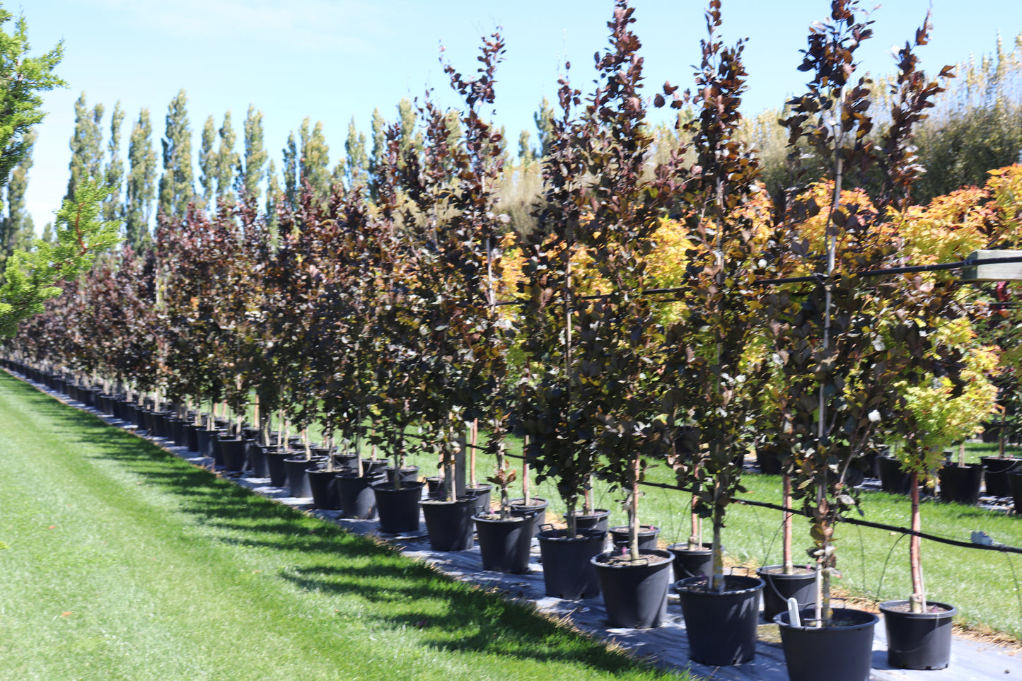 Fagus sylvatica Dawyck Purple