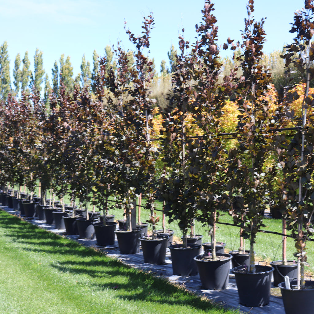 Fagus sylvatica Dawyck Purple Image
