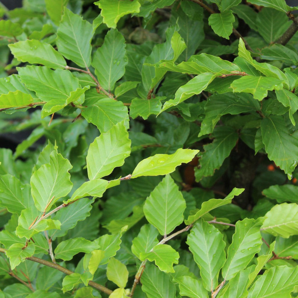 Fagus sylvatica Image