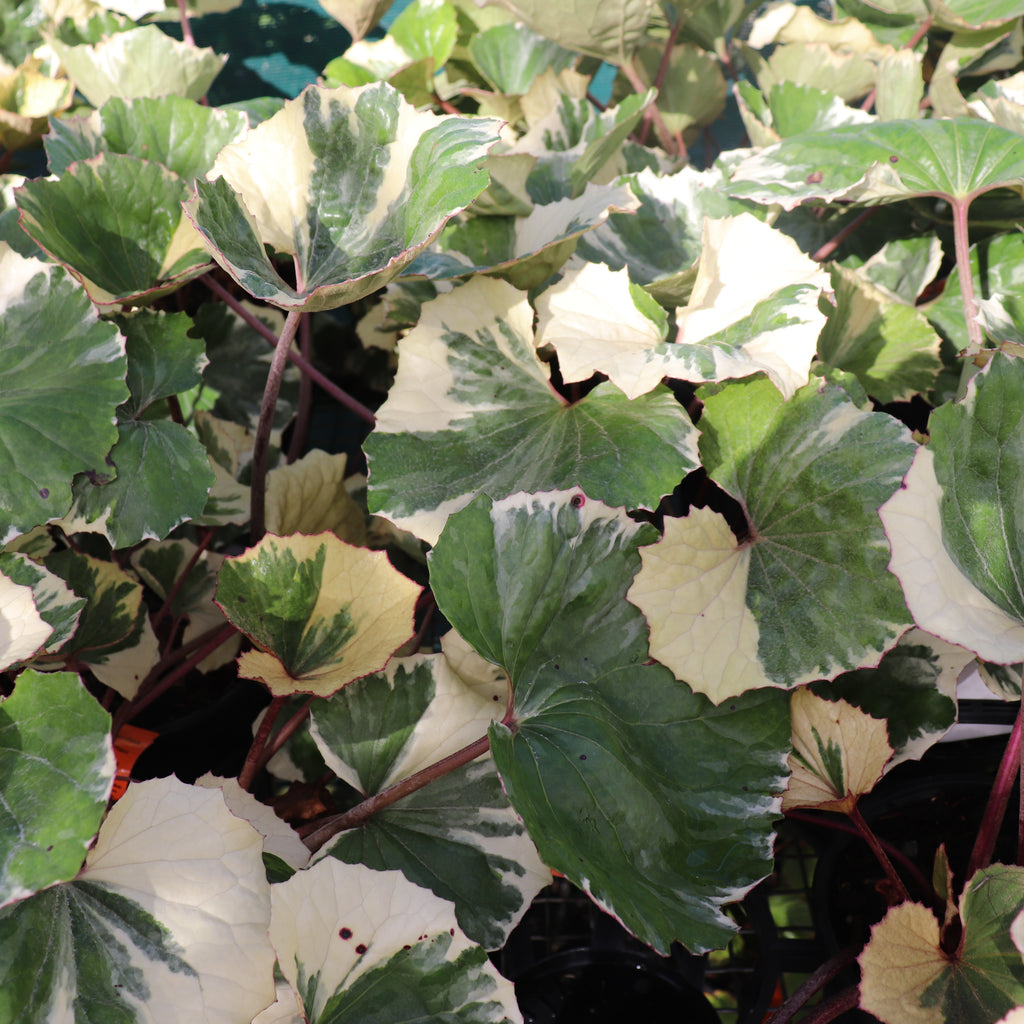 Farfugium argentea Image