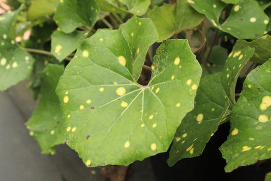 Farfugium t. 'Aureomaculata'