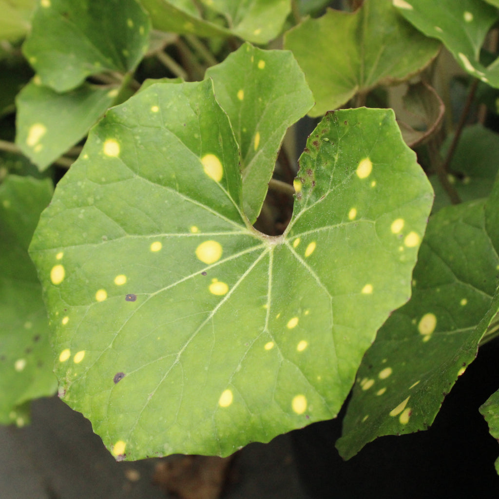 Farfugium japonicum Aureomaculatum Image