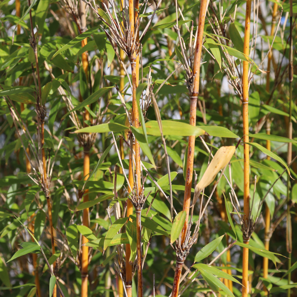 Fargesia denudata Image