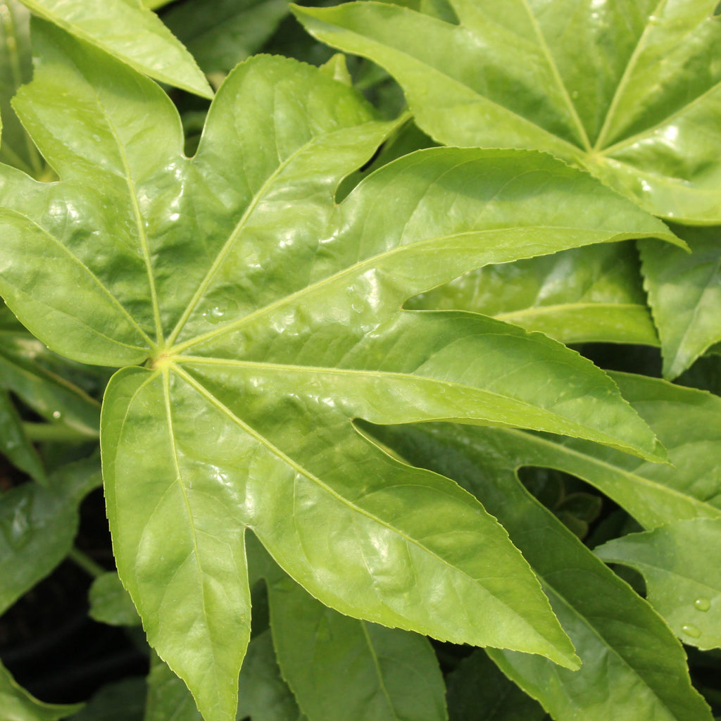 Fatsia Japonica Image