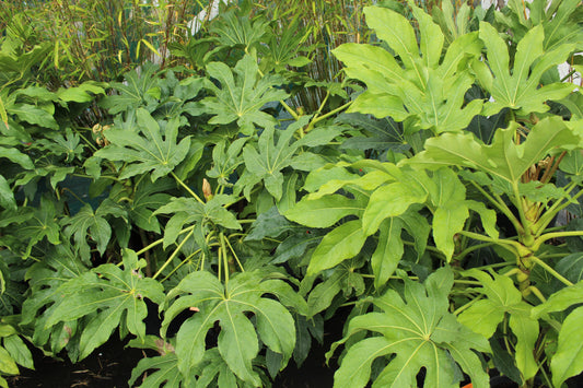 Fatsia Japonica 2