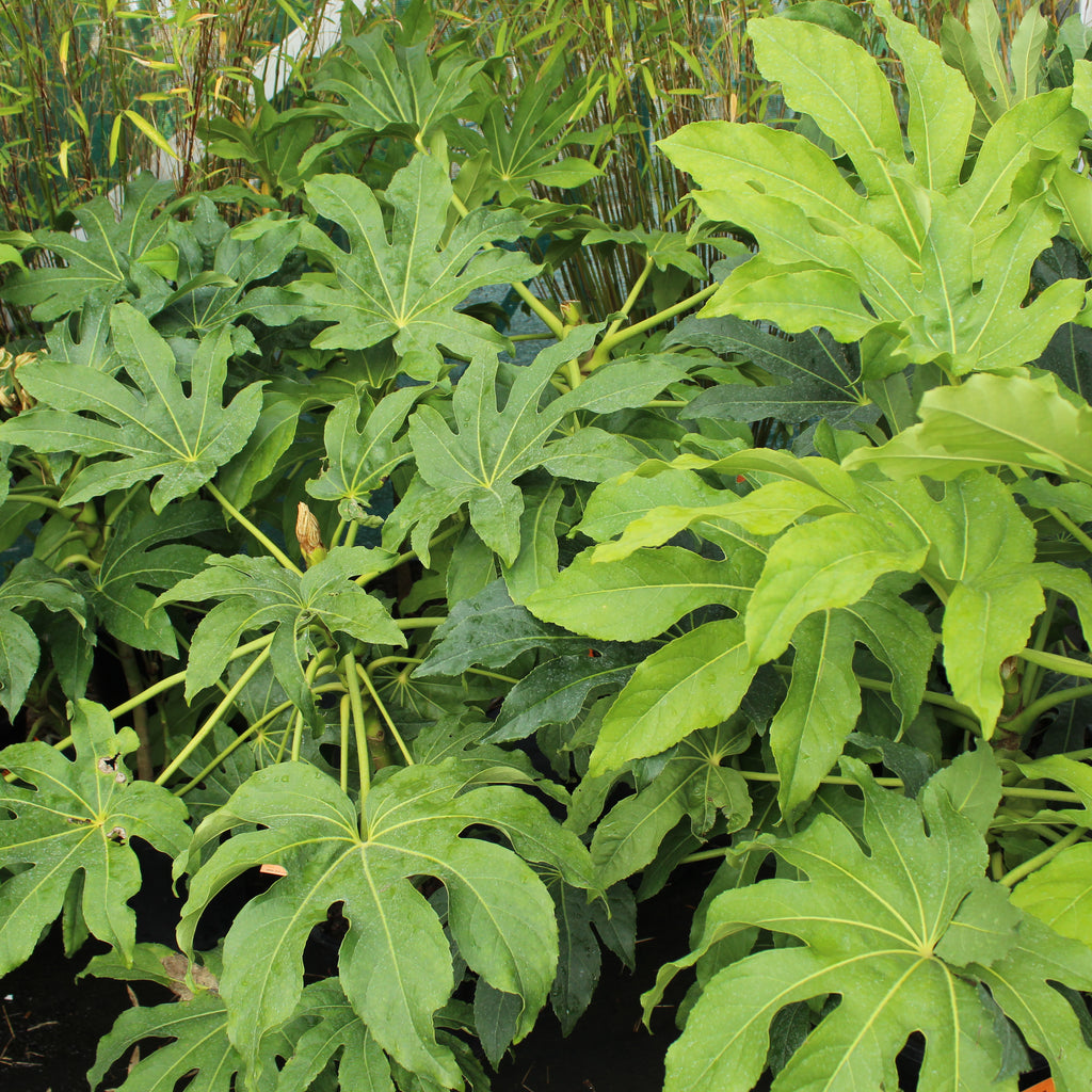 Fatsia Japonica Image