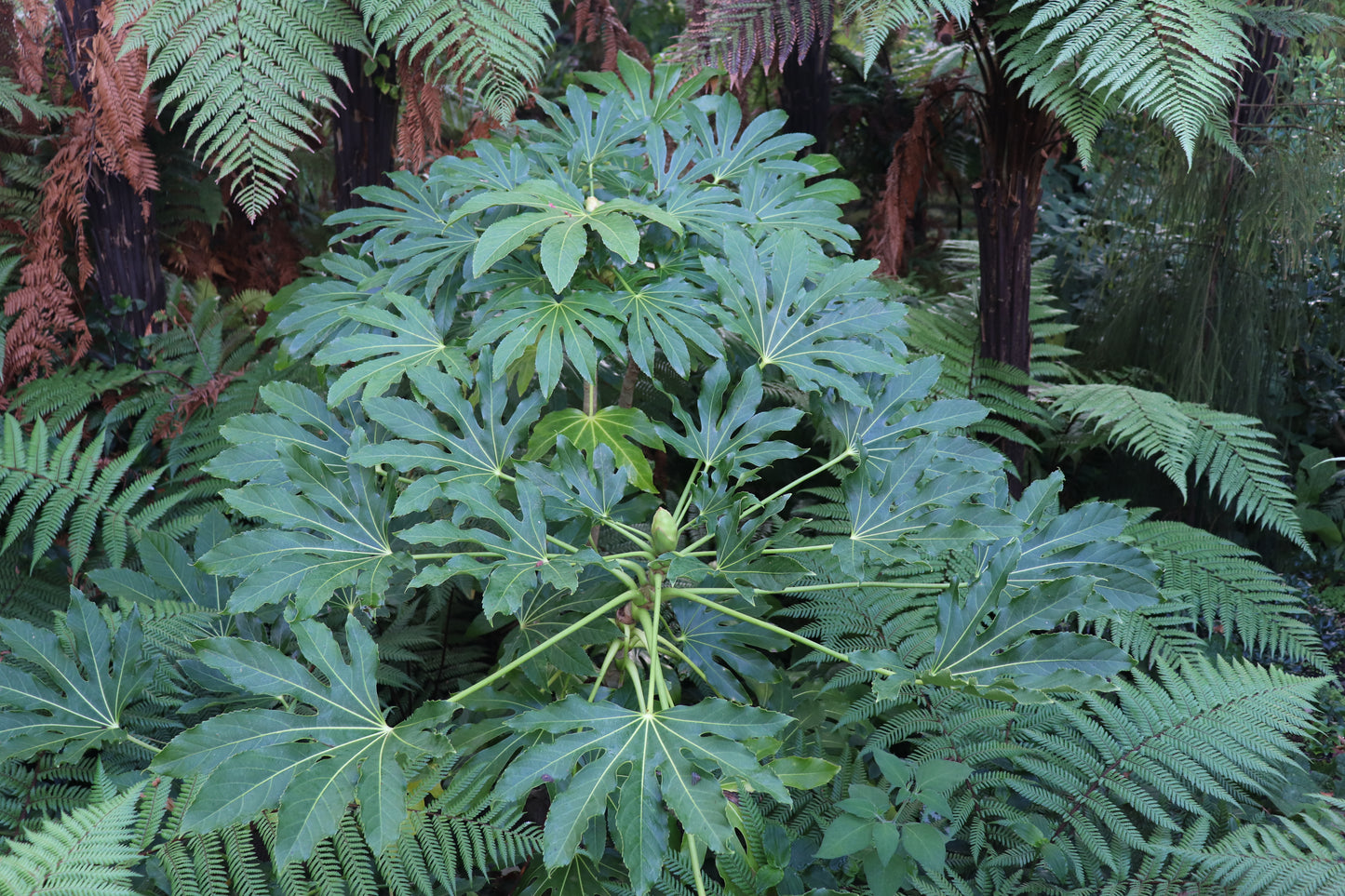 Fatsia Japonica 3