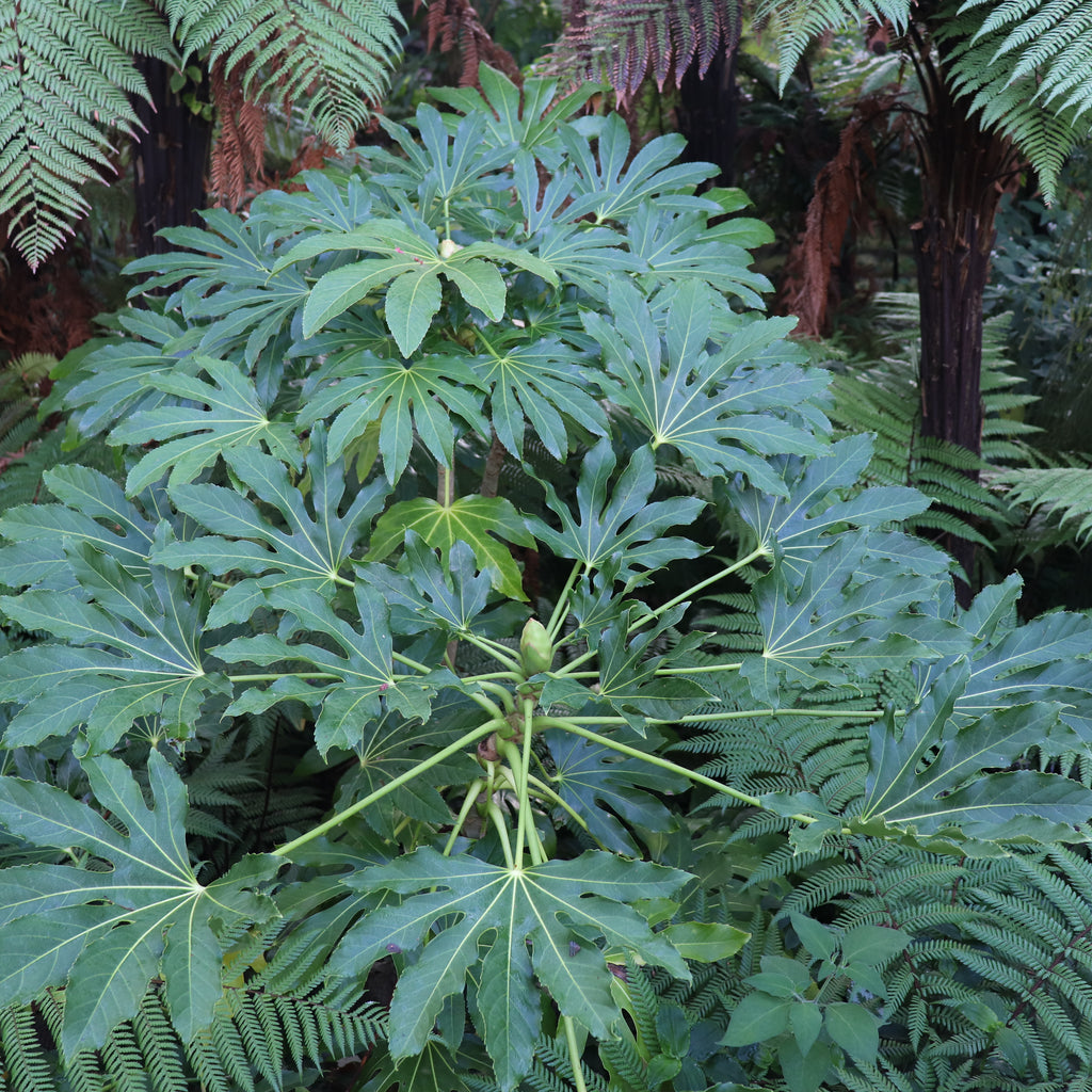 Fatsia Japonica Image