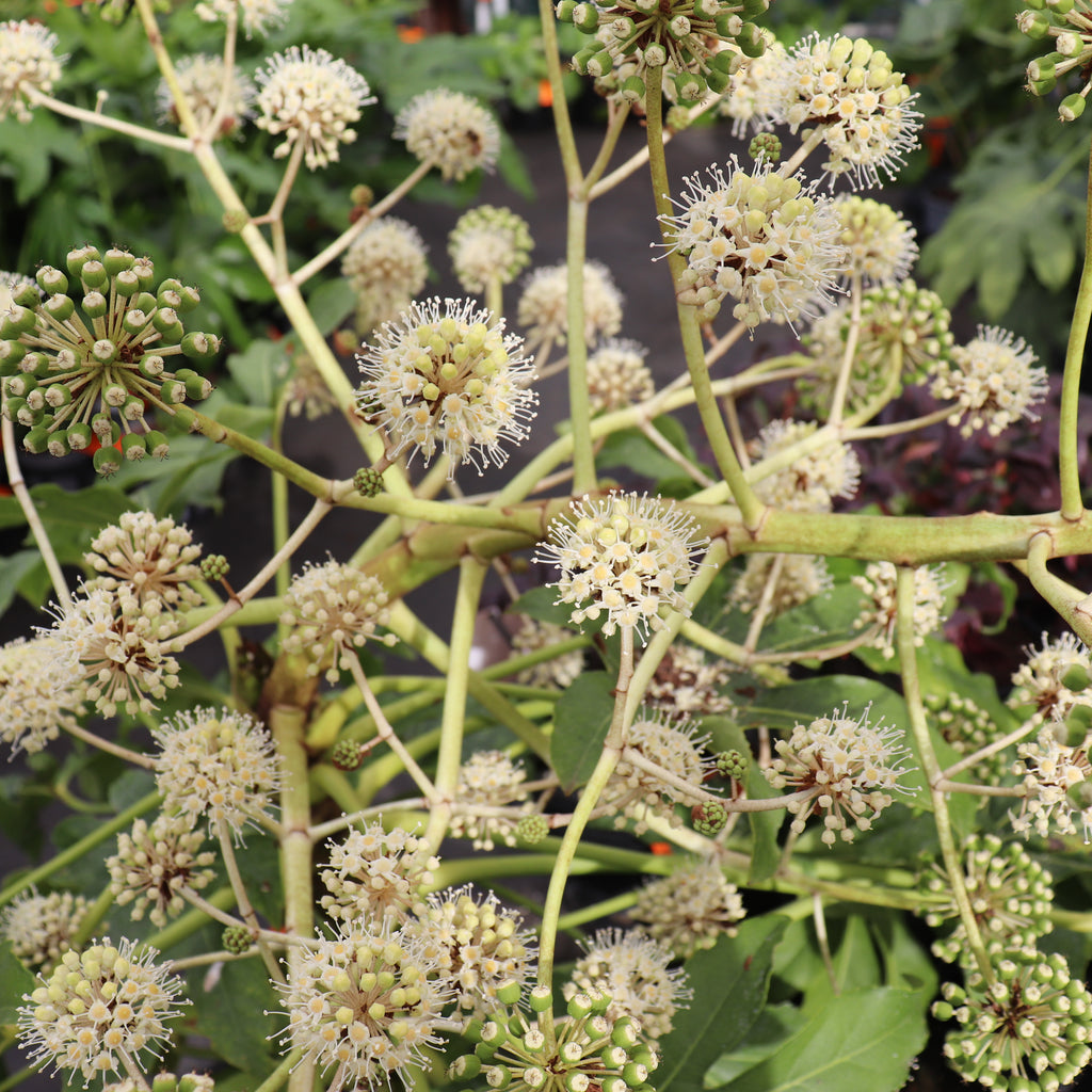 Fatsia Japonica Image