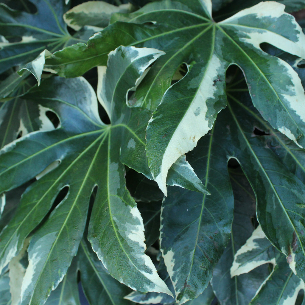 Fatsia japonica Variegata Image
