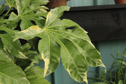 Fatsia japonica variegata