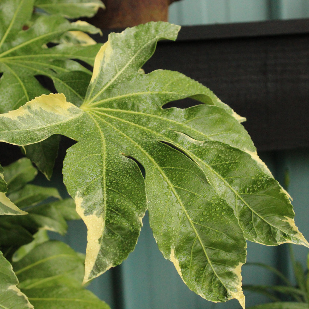 Fatsia japonica Variegata Image