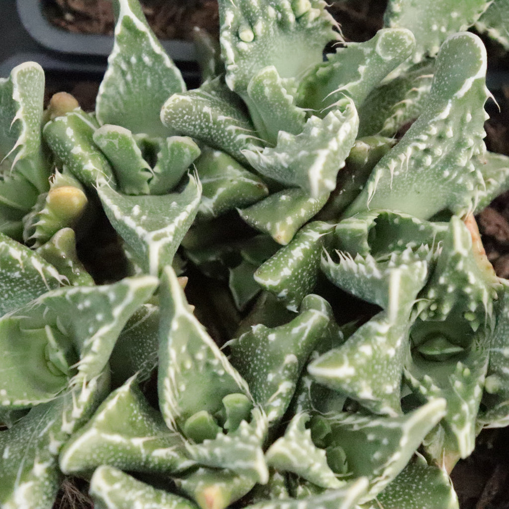 Faucaria Texture Mix Image