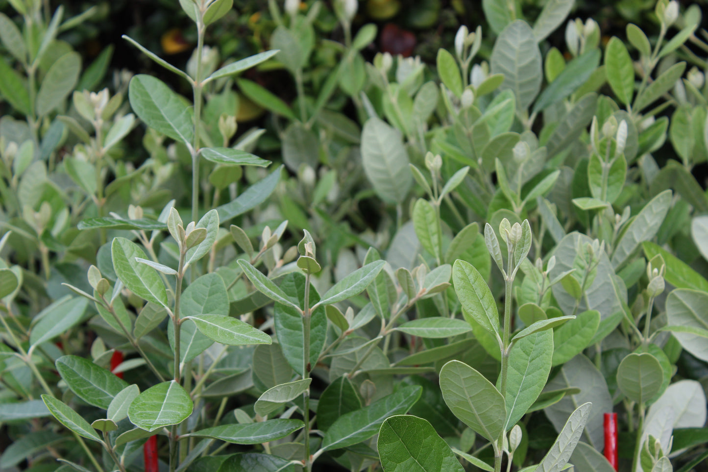 Feijoa Apollo