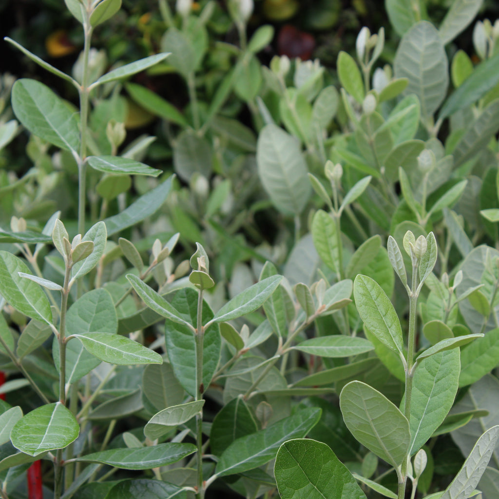 Feijoa Apollo Image