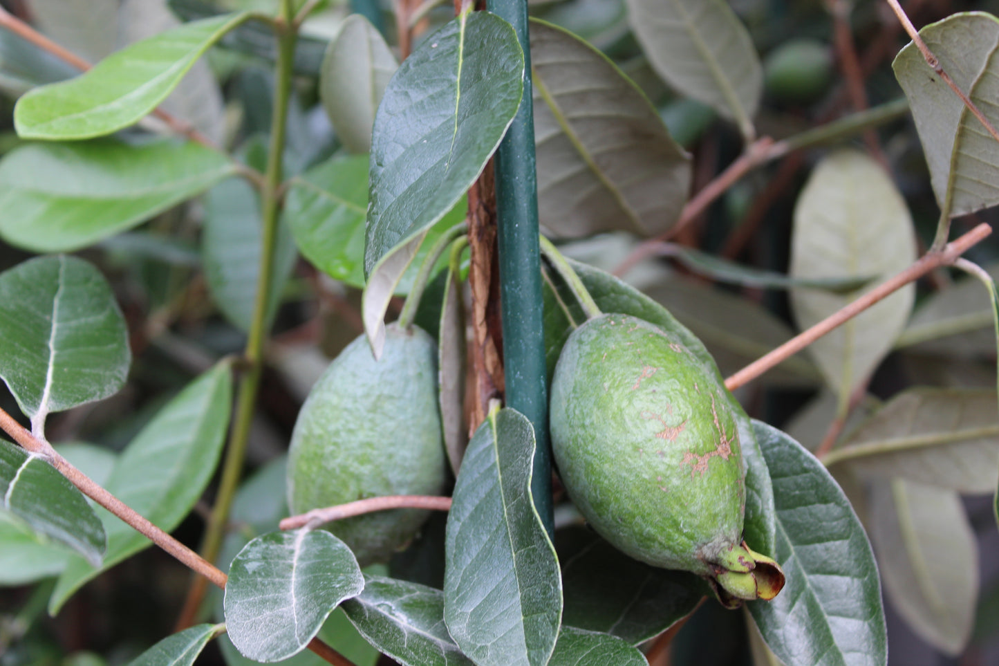 Feijoa Arhart