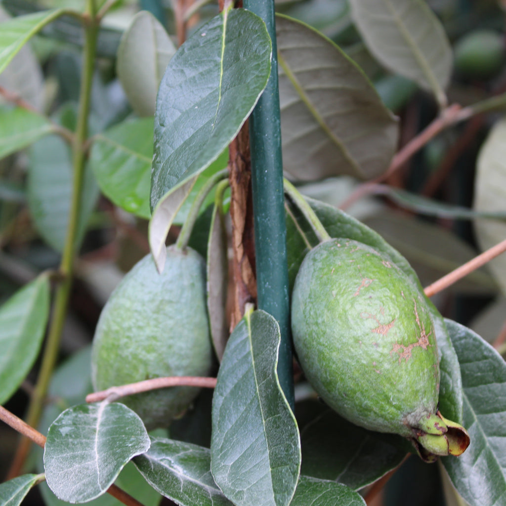 Feijoa Arhart Image