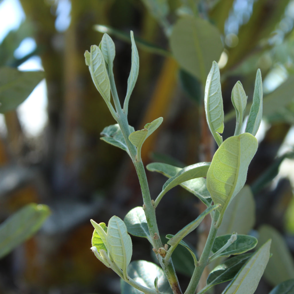 Feijoa Mammoth Image