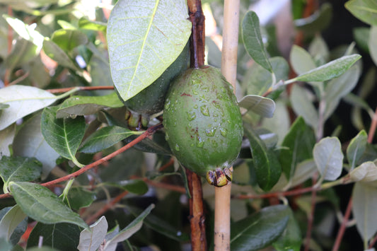 Feijoa Mammoth 3