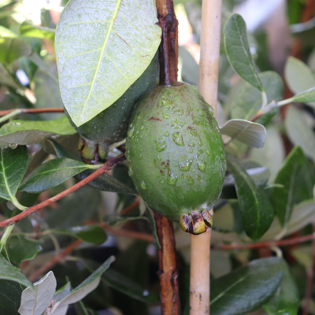 Feijoa Mammoth Image