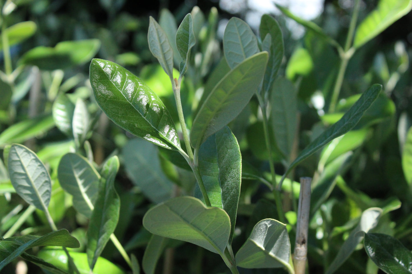 Feijoa Takaka
