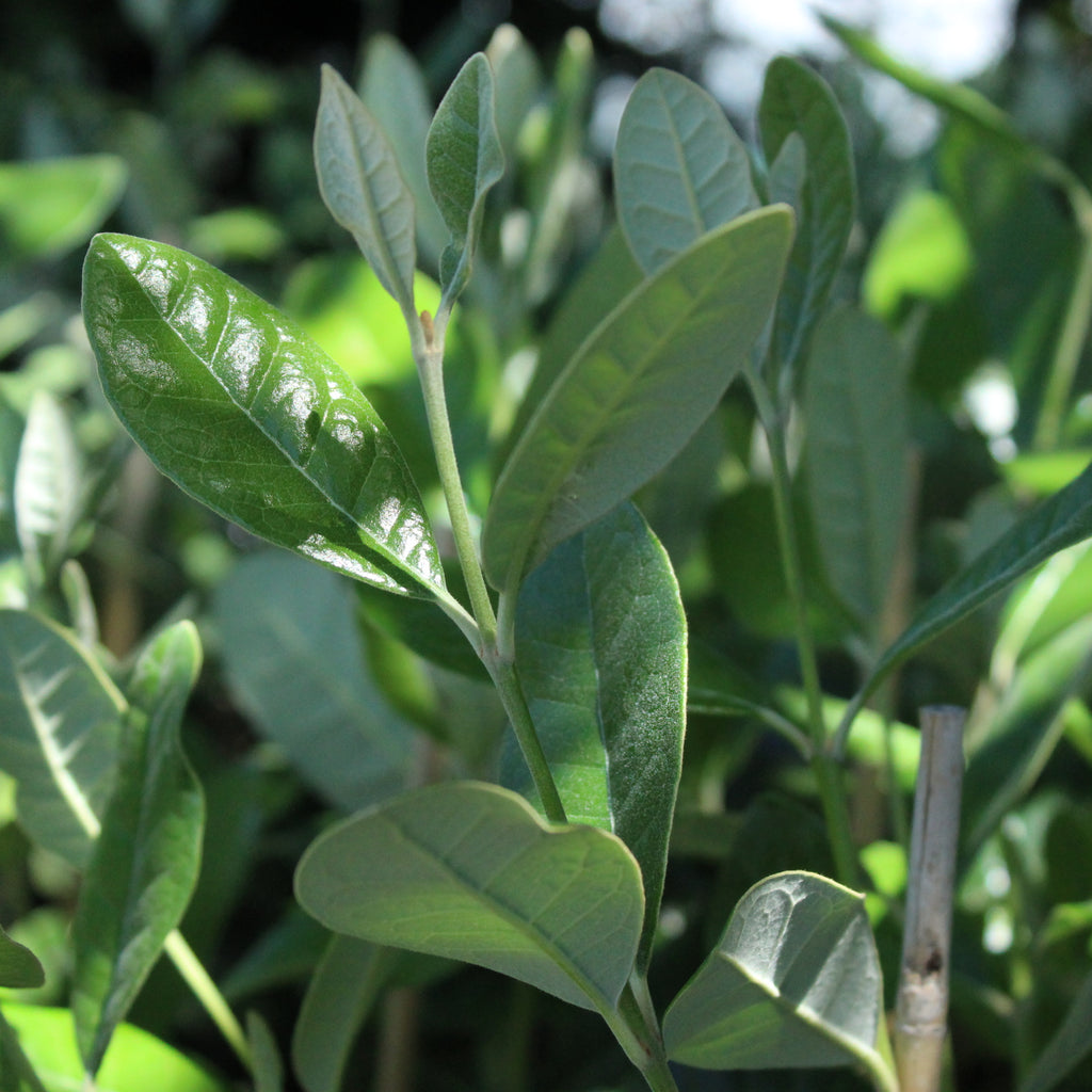 Feijoa Takaka Image