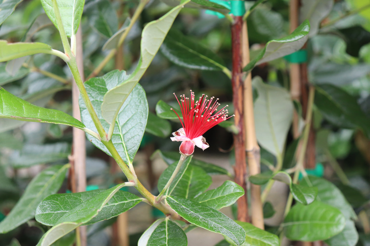 Feijoa Takaka 2