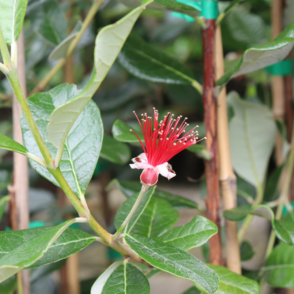 Feijoa Takaka Image