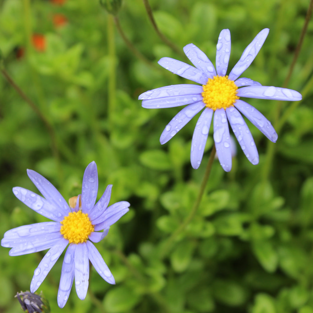 Felicia Felicity Blue Image