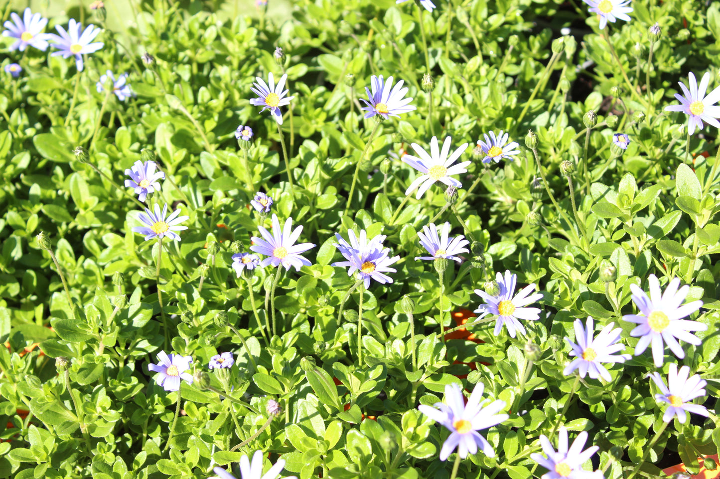 Felicia amelloides